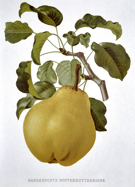 白底上有绿叶的梨子图片下载