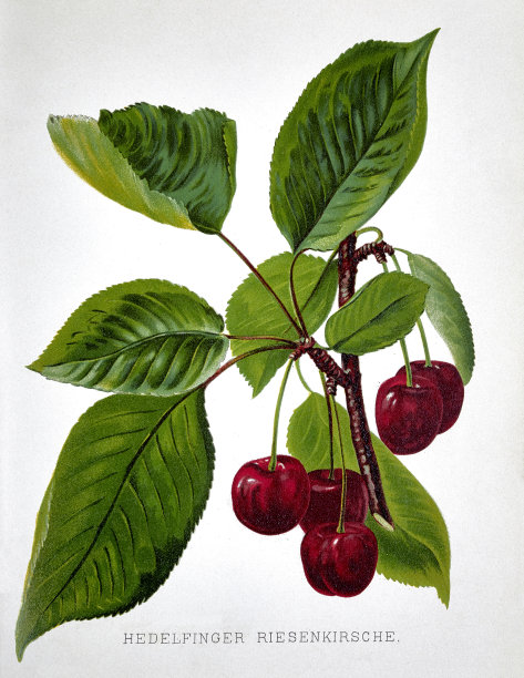 白色背景的绿叶樱桃图片下载