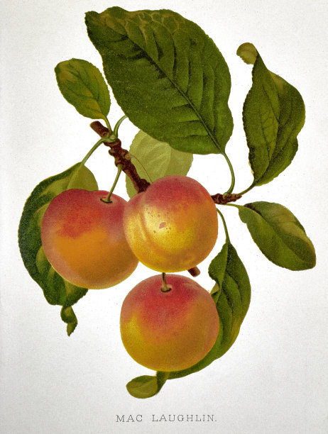 白底绿叶的李子图片下载