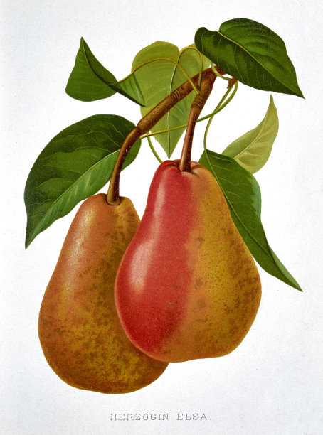 白底上有绿叶的梨子图片下载