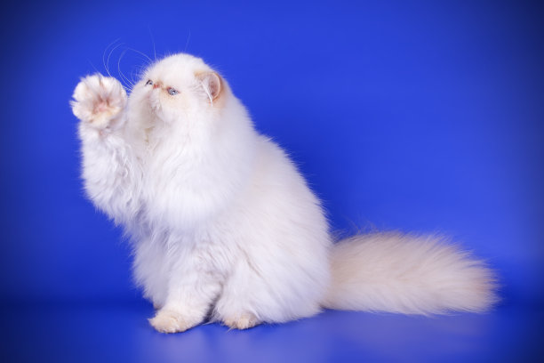 彩色背景上的波斯猫图片下载