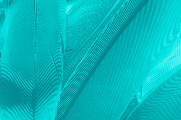 羽毛颜色绿松石翠绿色背景图片下载