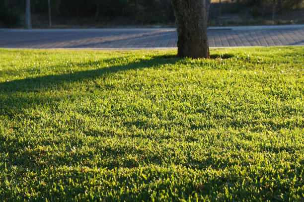 阳光下的绿草坪图片下载