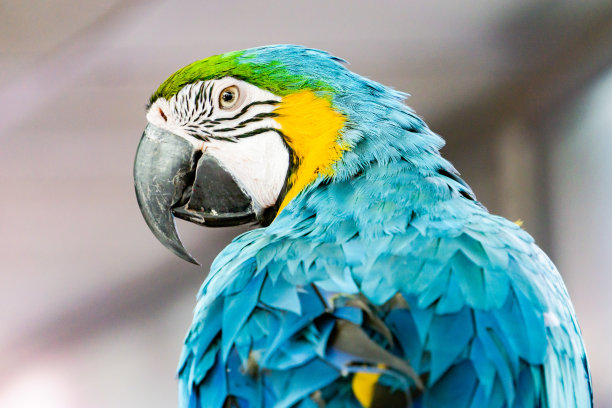 栗色金刚鹦鹉的正面素材图片