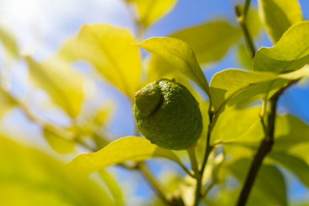 柠檬树图片下载
