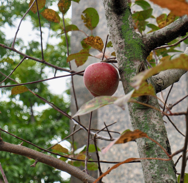 韩国的苹果树景观图片下载