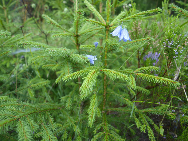森林里的一棵小冷杉图片下载