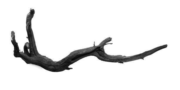 白色背景上的干黑树干图片下载