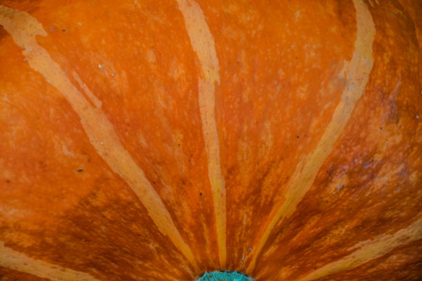 南瓜关闭图片下载