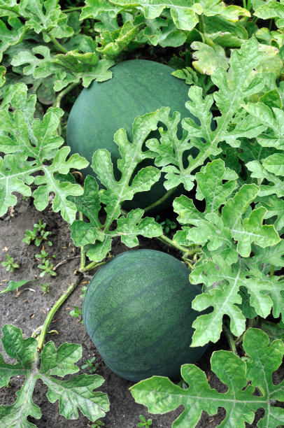 在菜园里种植成熟的西瓜图片下载