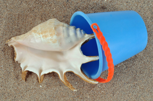 在沙滩桶里装贝壳图片下载