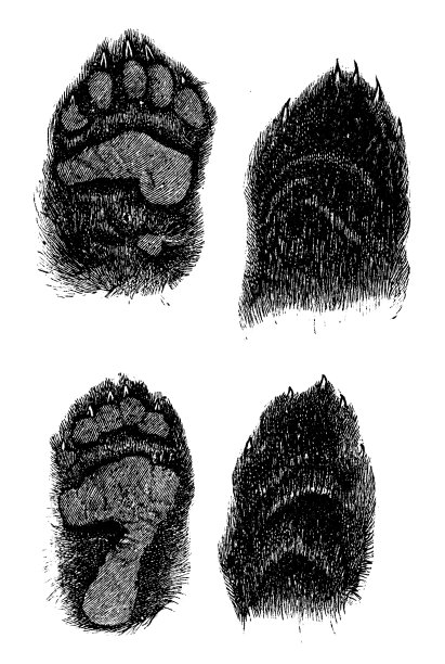 黑熊掌图片下载