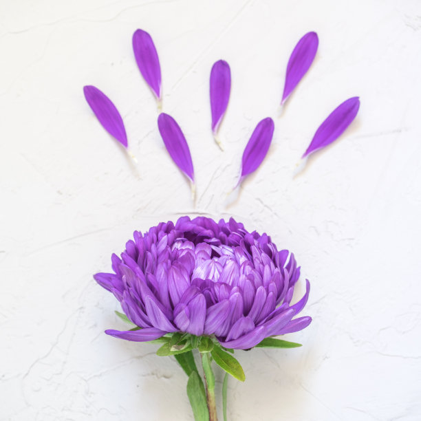 白色背景上的紫色花朵和花瓣。创意美时尚化妆品照片。平躺图片下载