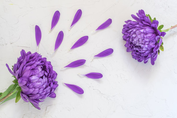 白色背景上的紫色花朵和花瓣。创意美时尚化妆品照片。平躺图片下载