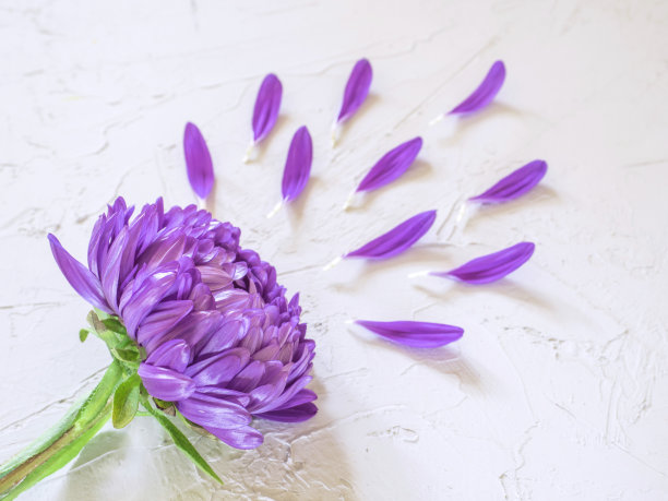 白色背景上的紫色花朵和花瓣。创意美时尚化妆品照片。平躺图片下载