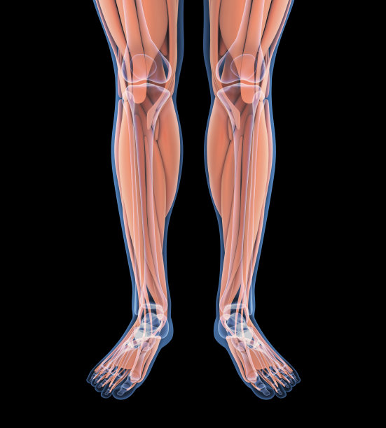 人体腿部肌肉解剖学图片下载