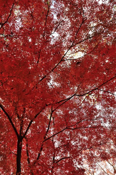 五彩缤纷的日本秋枫树景观图片下载