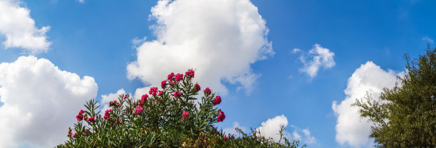 蓝色多云天空与树冠全景图片下载