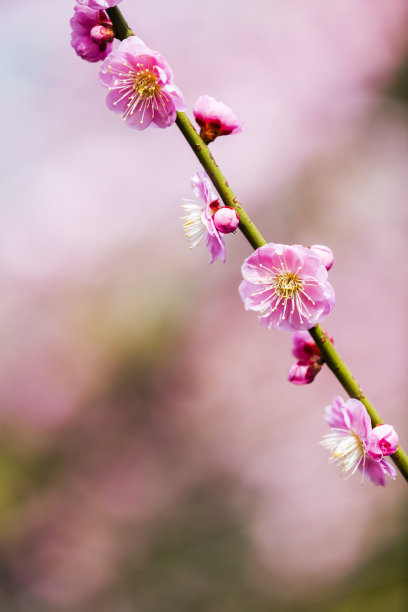 粉色梅花素材图片