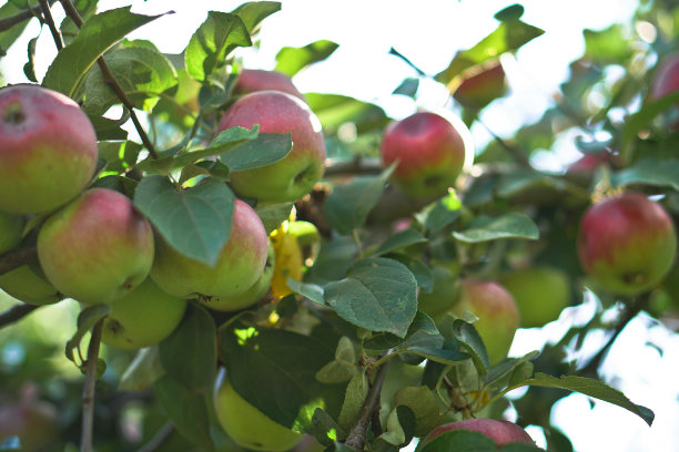 苹果树特写。水果生长在自然环境中。为素食者提供的生态产品。设计素材照片图片下载