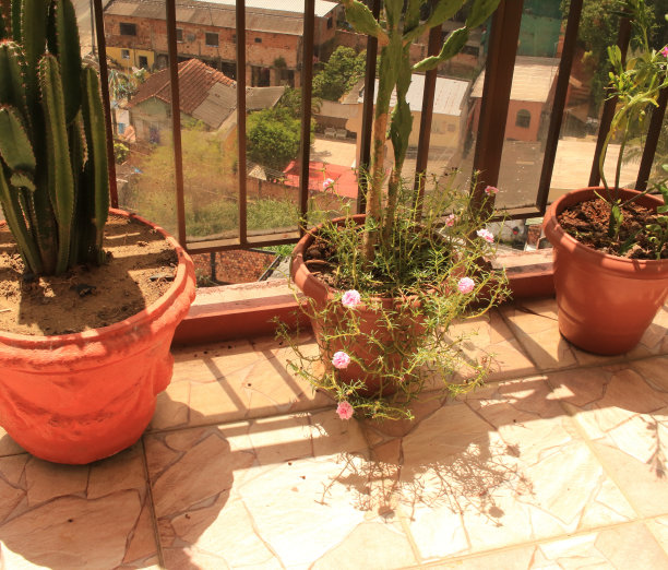 阳台上的植物图片下载