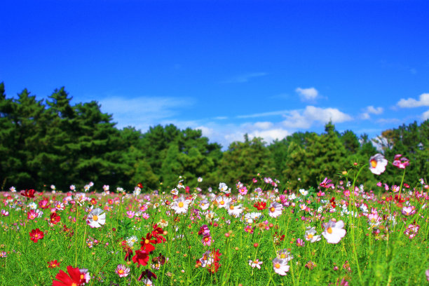 波斯菊，秋天，风景，天空，花朵图片下载