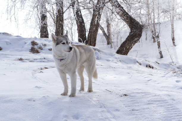 纯种哈士奇，冬天雪地上的狗。图片下载
