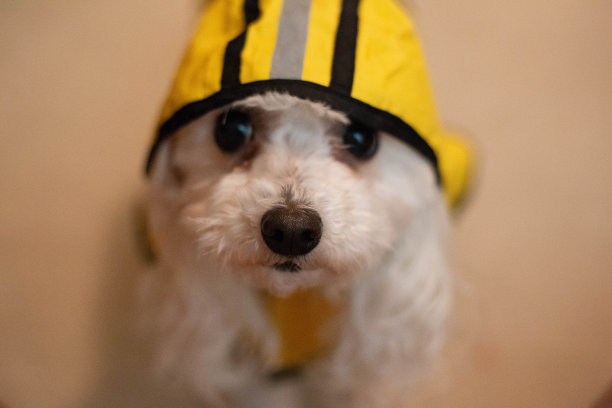 一只可爱的狗准备下雨图片下载