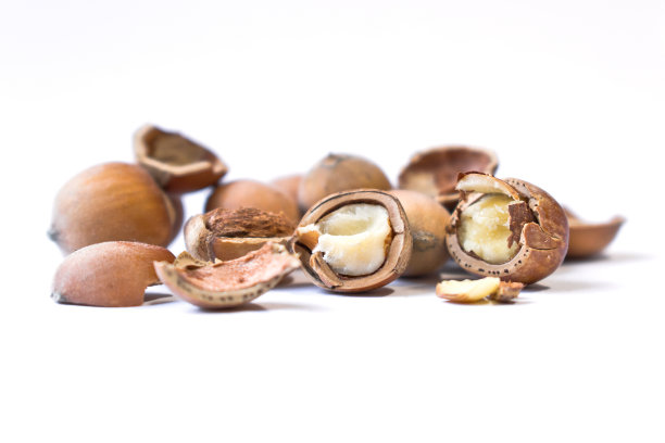 近距离观察新鲜的野生榛子和孤立的榛子仁白色图片下载