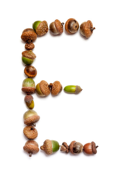 秋天的字母表。字母E是由橡子组成的图片下载