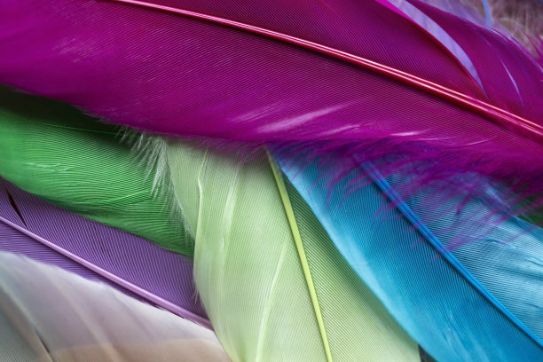 彩色的羽毛图片下载