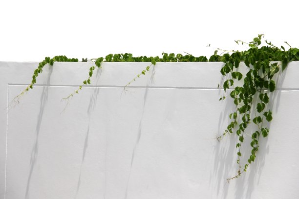 匍匐植物，攀缘植物，藤本植物或藤本植物在白色的混凝土篱笆孤立在白色的背景图片下载