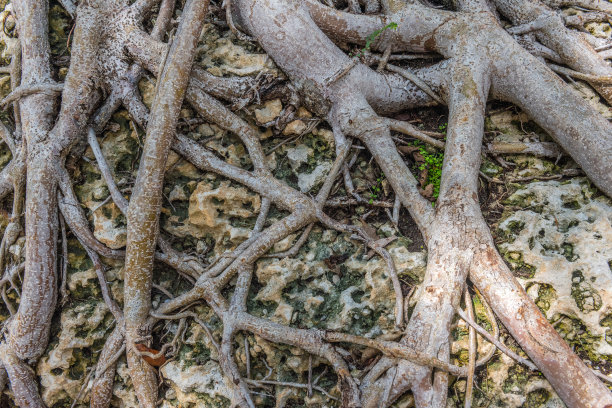 根和岩石图片下载