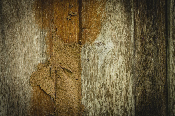 腐朽的木质背景和纹理被白蚁破坏图片下载