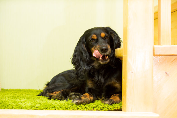 一只黑色的西班牙猎犬伸着舌头躺在绿色的垫子上图片下载