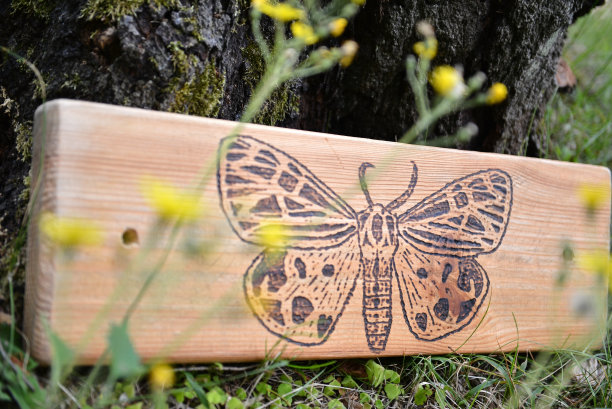 蝴蝶在木头上的剪影图片下载