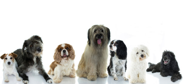 一组六只狗的旗帜在白色的背景下互相隔离图片下载