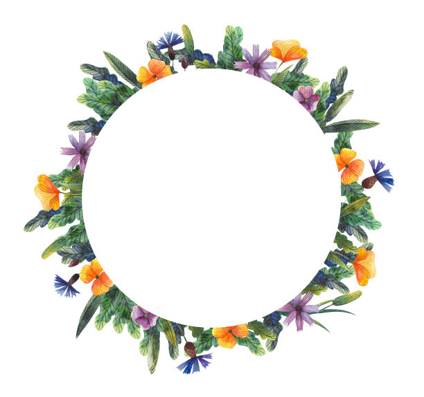 水彩框架与花和香草图片下载