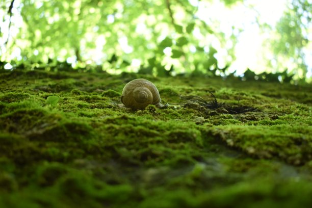 靠近蜗牛“滑动”在普通的发夹苔藓，瓦雷纳，意大利图片下载