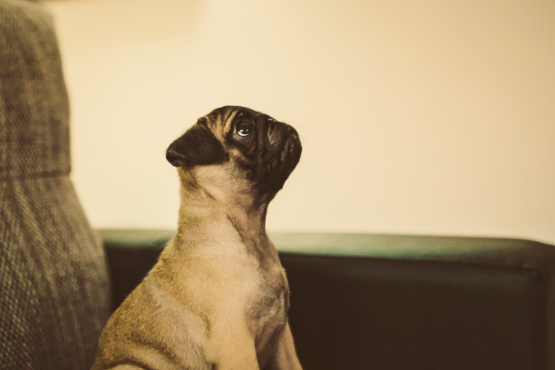 小可爱的哈巴狗躺在枕头上图片下载