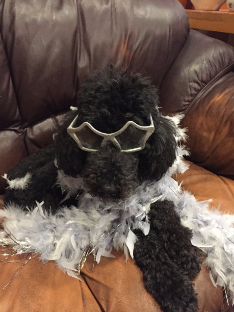 好莱坞的贵宾犬图片下载