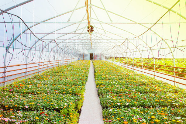 温室里有许多橙色的花。花卉的生产和栽培。加沙的巨大种植园图片下载