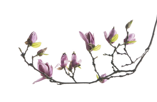 玉兰花图片下载