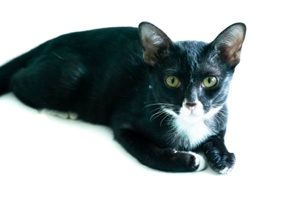 白色背景上的黑白猫图片下载