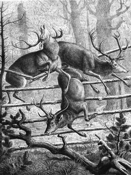 逃离鹿图片下载