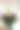 粉红色的康乃馨和玫瑰花束。女花匠在室内制作花束。女花匠在花店准备花束图片下载
