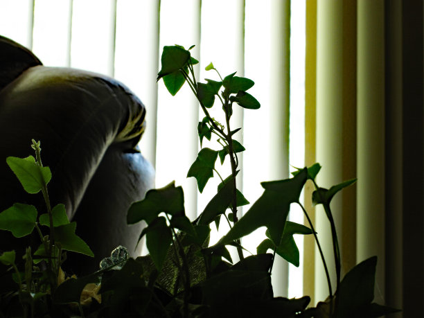 艾薇轮廓图片下载