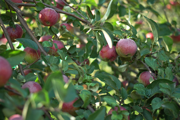 苹果树特写。水果生长在自然环境中。为素食者提供的生态产品。设计素材照片图片下载