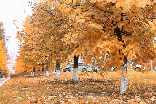 阳光明媚的大自然图片下载