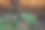 日落时分，神秘森林里一棵老树上的蘑菇。图片下载